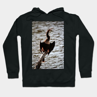 Cormorant In The Sunlight Hoodie